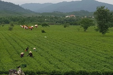 Loài cây đưa người dân vùng biên thoát nghèo vẫn ổn định trong dịch