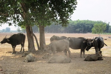 Thủ tướng yêu cầu báo cáo vụ khốn khổ vì 2 chữ "đất ở"