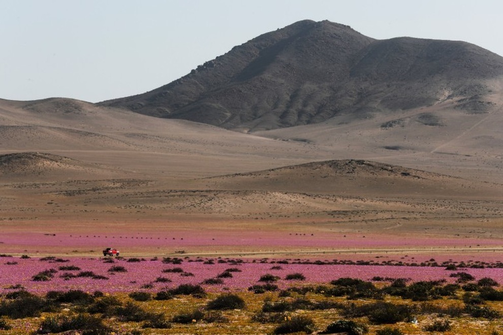 Hoa nở rộ trên sa mạc khô cằn nhất thế giới - 5
