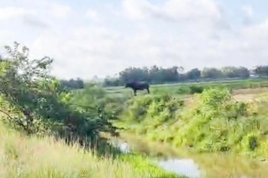 Con trâu 200kg húc chết chủ ở TPHCM