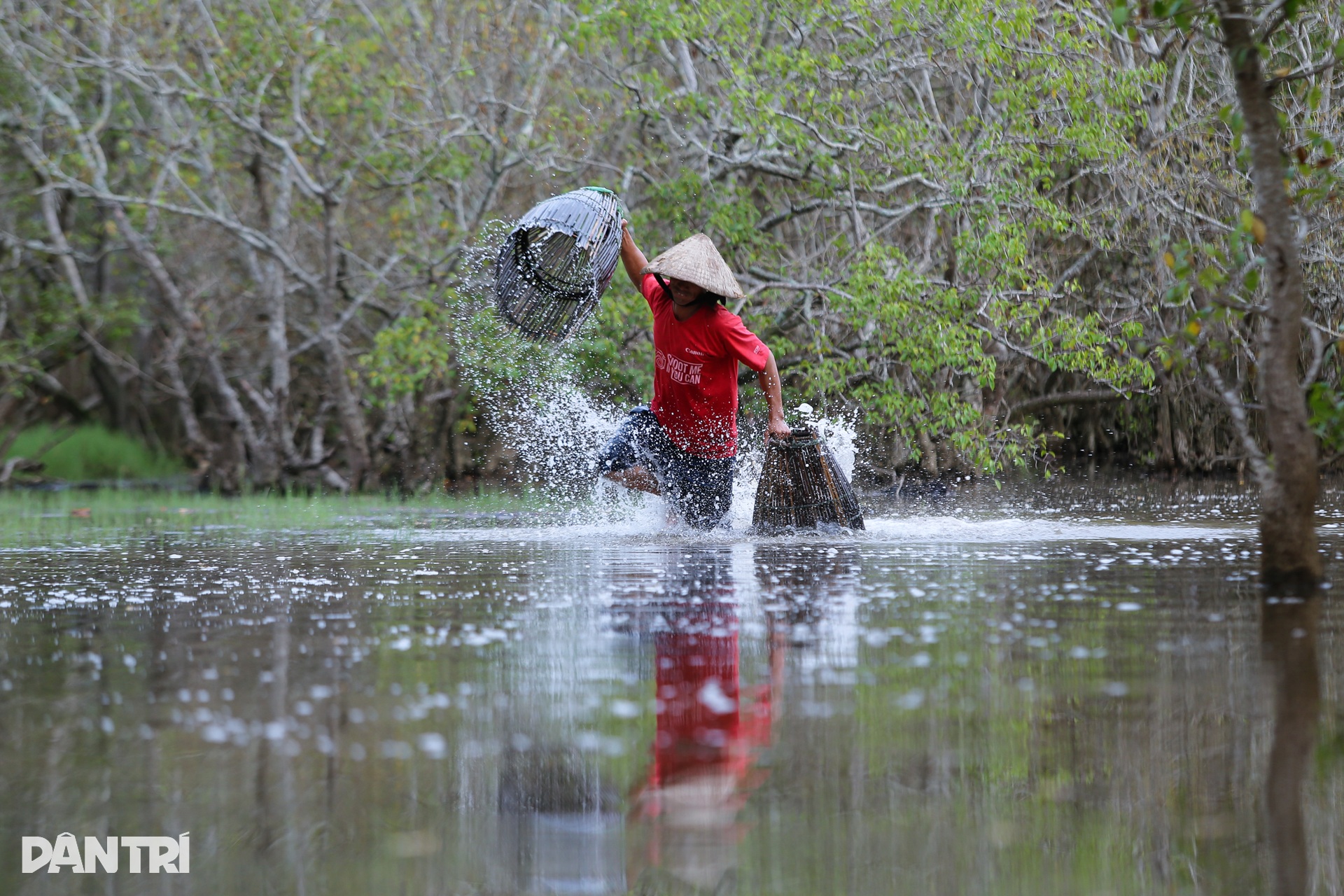 Mùa vàng ở rừng ngập mặn Rú Chá - 14 Mùa vàng ở rừng ngập mặn Rú Chá - 14