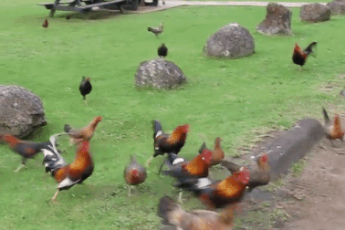 Nơi hàng nghìn con gà hoang thản nhiên đi lại khắp nơi không lo bị bắt giết