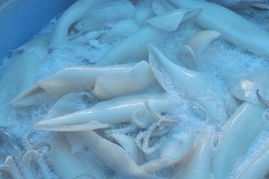 Kỳ 2: Truy tìm nguồn gốc mực giá bèo trong đường dây tẩy trắng, tiêu thụ mực bẩn