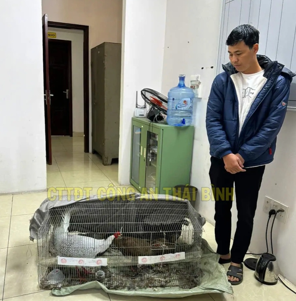 Quy định mới về gà lôi trắng thuộc danh mục nguy cấp, quý hiếm - 1 Quy định mới về gà lôi trắng thuộc danh mục nguy cấp, quý hiếm - 1