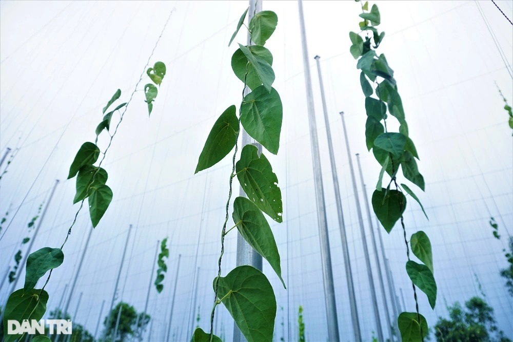 Thu tiền tỷ nhờ trồng loài cây dại, càng nắng nóng càng hái ra tiền - 2