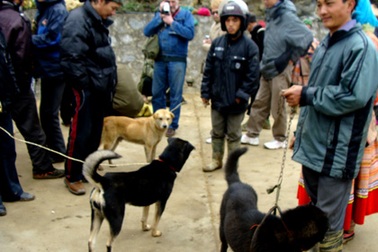Bí ẩn loài chó lai sói và thú chơi mới ở Hà Thành