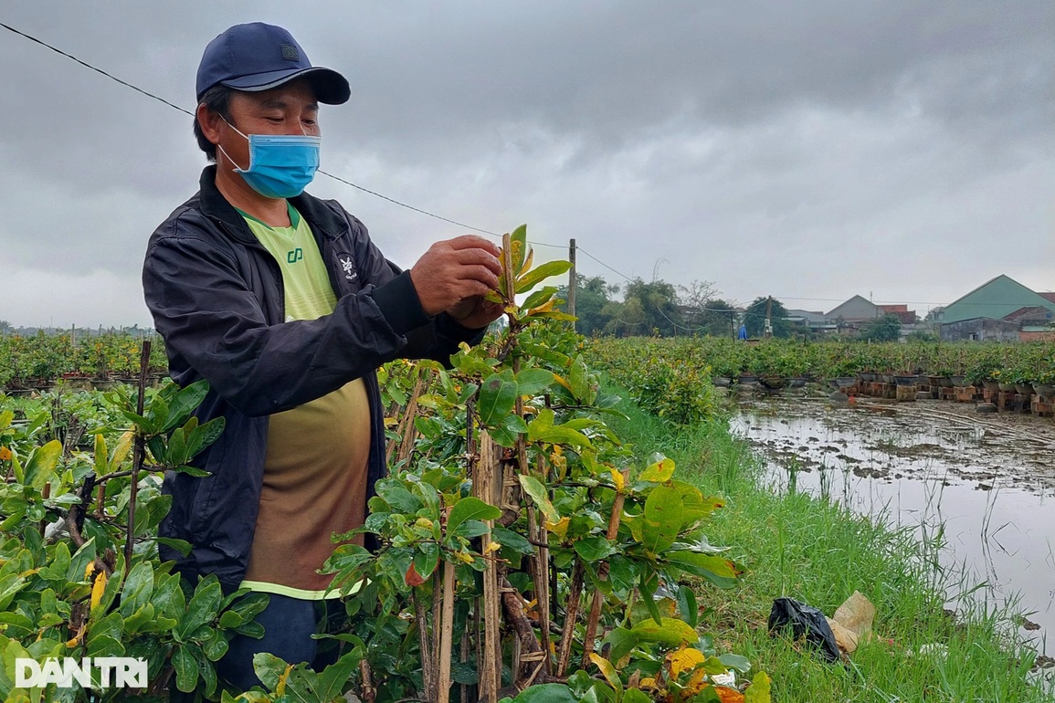 Thủ phủ mai vàng lớn nhất miền Trung, thấp thỏm vì nỗi lo Covid-19 - 3 Thủ phủ mai vàng lớn nhất miền Trung, thấp thỏm vì nỗi lo Covid-19 - 3
