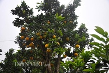 Cây bưởi cổ thụ cao hơn 5m giá “nghìn đô” ở Hưng Yên