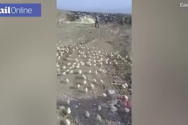 Hàng trăm quả trứng “hỏng” bỗng nở thành gà con