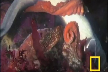 Cận cảnh bạch tuộc khổng lồ “săn” cá mập