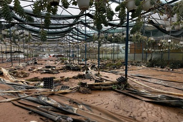 Chủ vườn sen đá 3.000m2 ở Lâm Đồng thiệt hại tiền tỷ sau trận lũ