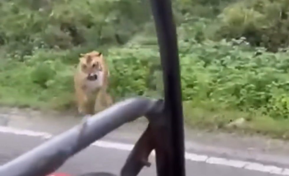 Nổi bật tuần qua: Hổ dữ bất ngờ lao ra từ bụi rậm, đe dọa người đi đường