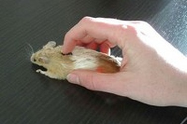 “Sinh nhật” 30 năm chuột máy tính đầu tiên