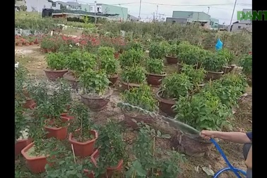 Hoa Tết được giá, nông dân phấn khởi