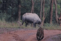 Màn "trốn tìm" giữa hổ Bengal với linh dương và cái kết