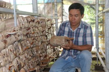 Bỏ thành phố, kỹ sư về quê làm nấm sạch thu trăm triệu đồng mỗi năm