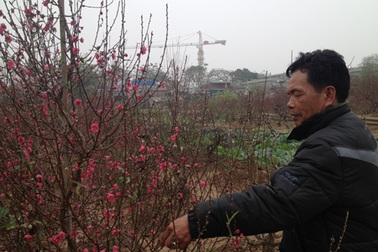 Nỗi niềm Dinh đào Nhật Tân