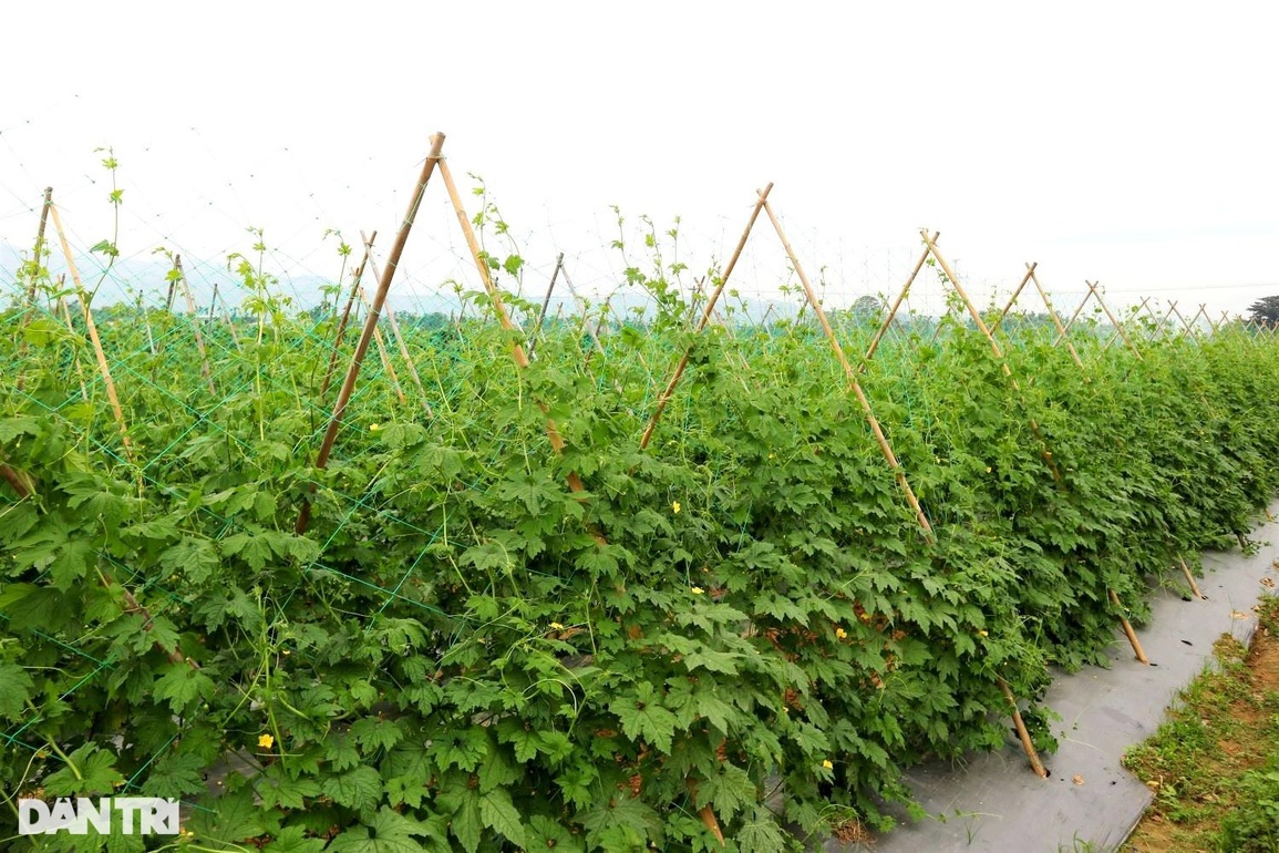 Nông dân làng rau lớn nhất Quảng Nam đội mưa lạnh, tất bật lo vụ Tết - 9 Nông dân làng rau lớn nhất Quảng Nam đội mưa lạnh, tất bật lo vụ Tết - 9