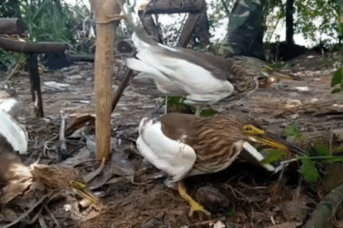 Ám ảnh cảnh chim trời bị khâu mắt, buộc chân làm mồi nhử đồng loại