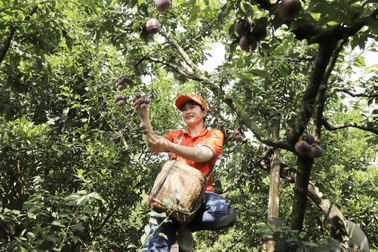Du khách thích thú tham gia "Ngày hội hái quả mận hậu Mộc Châu"