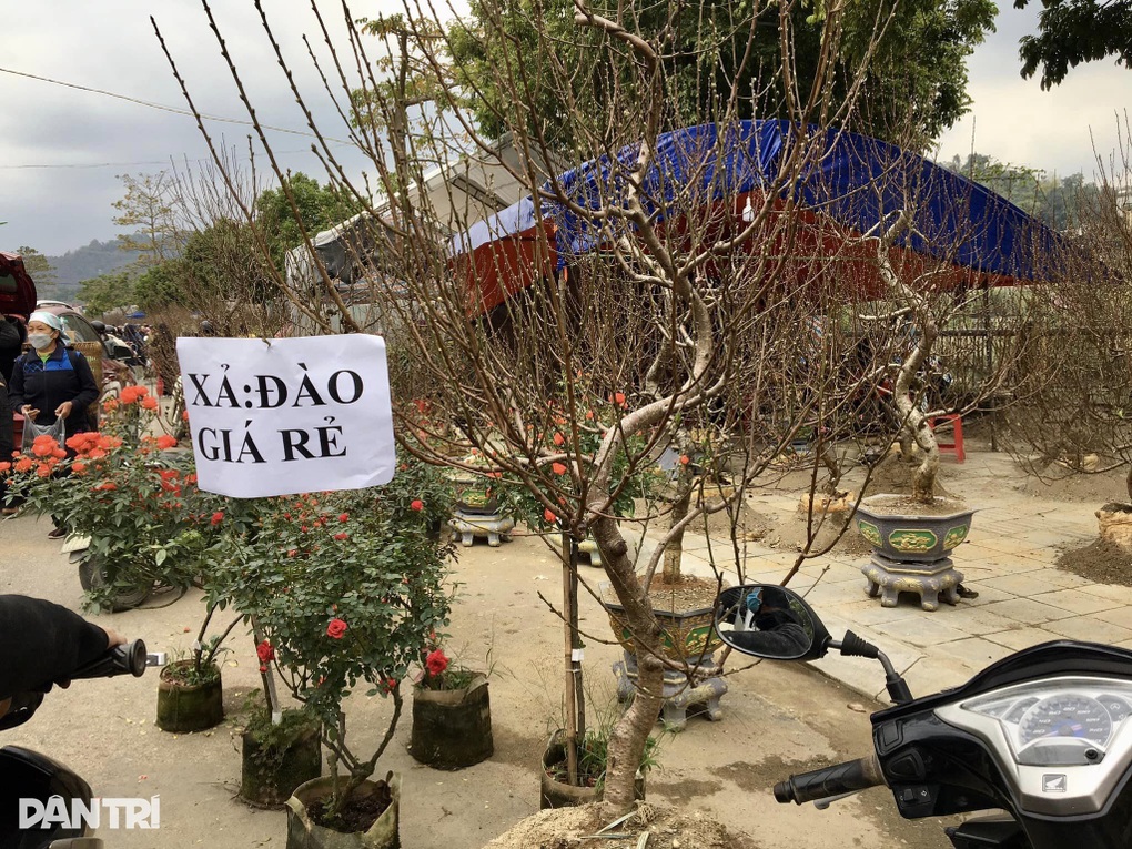 Hoa bán chậm nhiều tiểu thương chợ Xuân Lào Cai hạ giá để về quê ăn Tết - 5 Hoa bán chậm nhiều tiểu thương chợ Xuân Lào Cai hạ giá để về quê ăn Tết - 5
