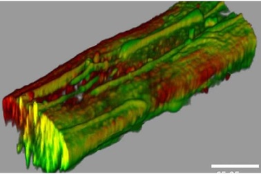 Màng sinh học nhân tạo giúp làm tăng hiệu suất của pin nhiên liệu vi sinh