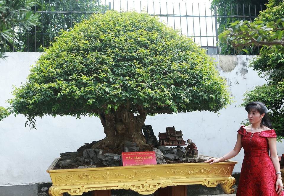 Cây bằng lăng “Bụt mọc” độc đáo, trả giá tiền tỷ chưa chắc mua được - 1 Cây bằng lăng “Bụt mọc” độc đáo, trả giá tiền tỷ chưa chắc mua được - 1