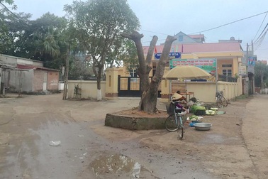 Hà Nội: Cây xanh bị chặt hạ nằm ngoài phạm vi đường bê tông 3m