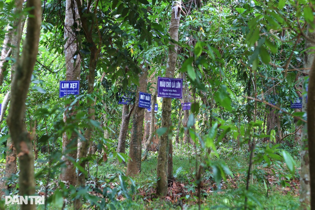 Độc đáo khu rừng Cấm giữa làng cất giấu hàng trăm cây gỗ quý - 3 Độc đáo khu rừng Cấm giữa làng cất giấu hàng trăm cây gỗ quý - 3