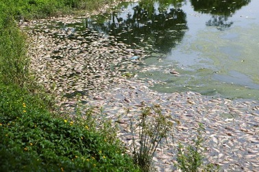 Nước bẩn từ nội thành Hà Nội đổ về khiến cá hồ Yên Sở chết