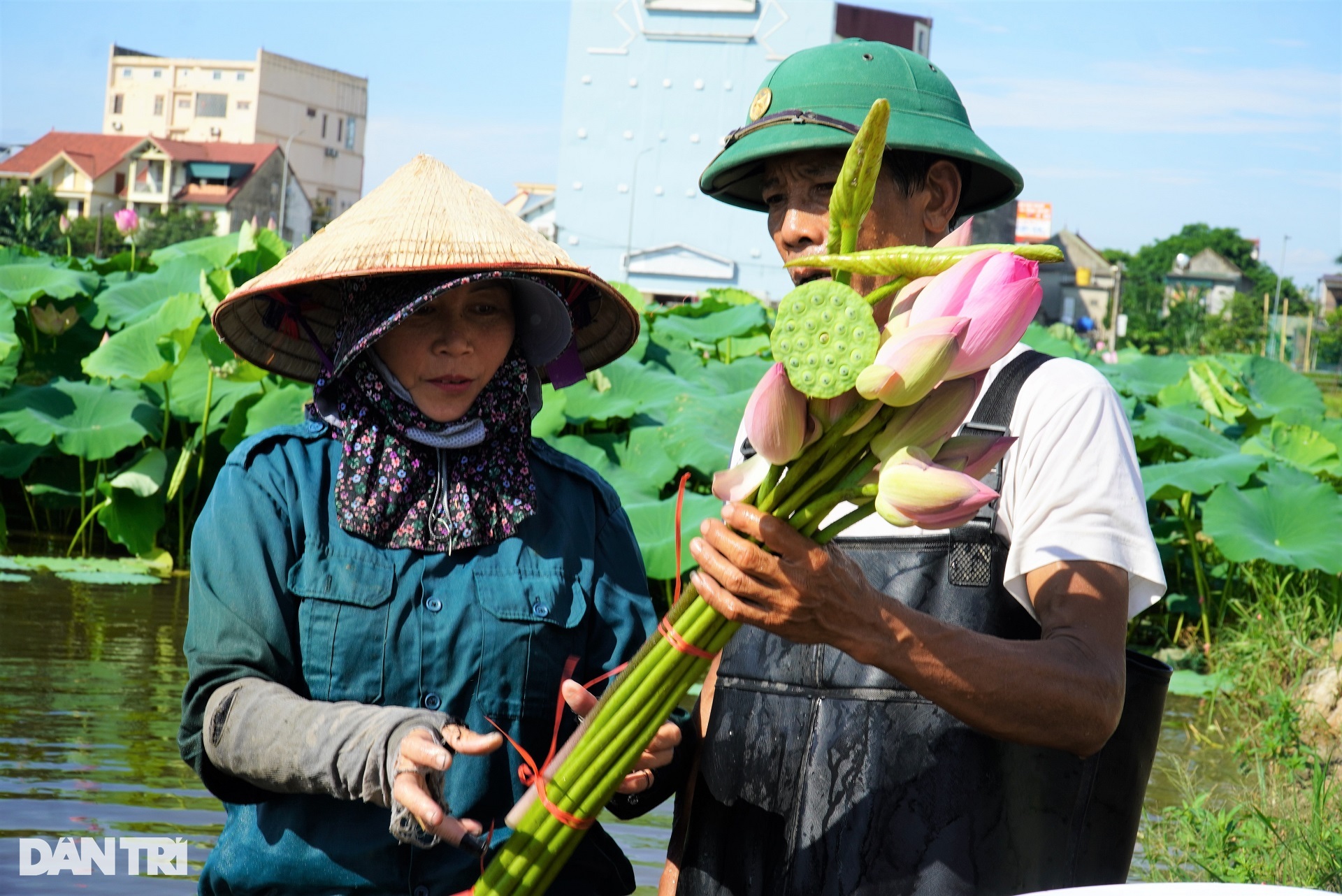 View - Đặc sản màu trắng sữa, sờ mát lạnh giúp bác nông dân có thu nhập cao | Báo Dân trí