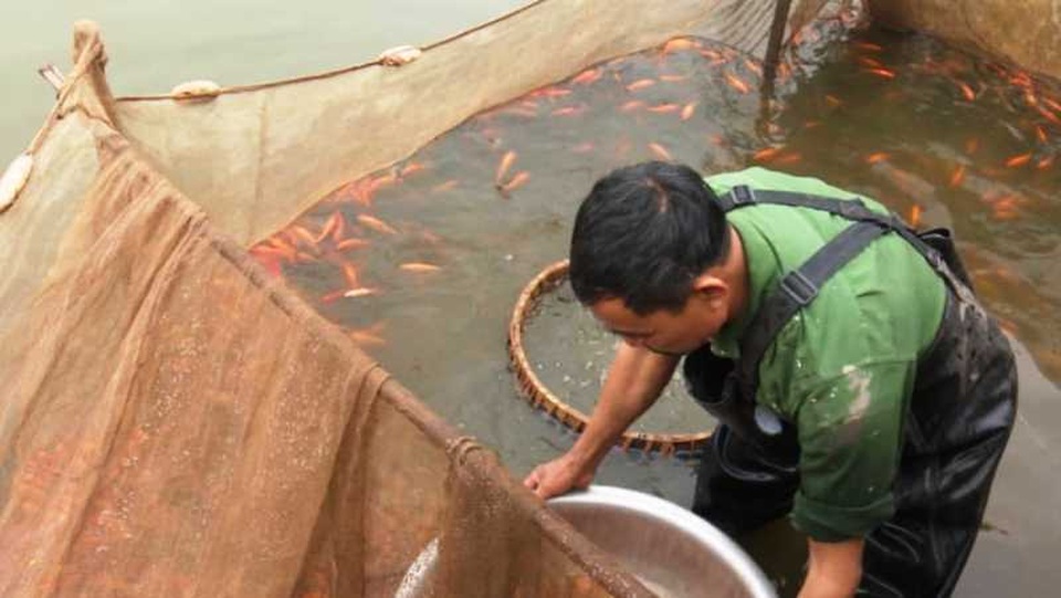 Điều tra nguyên nhân cá chép đỏ chết hàng loạt trước ngày đưa ông Táo chầu trời - 1 Điều tra nguyên nhân cá chép đỏ chết hàng loạt trước ngày đưa ông Táo chầu trời - 1
