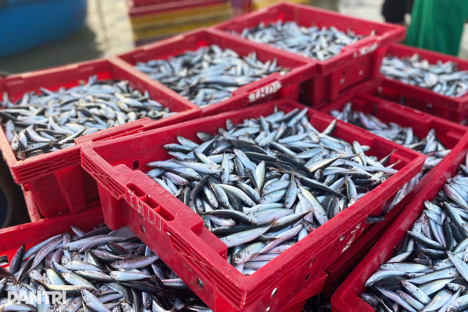 Chợ cá nơi nghĩa địa tàu cổ - 3 Chợ cá nơi nghĩa địa tàu cổ - 3