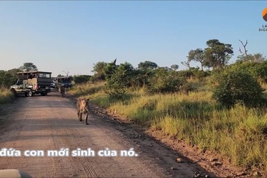 Sư tử mẹ “khoe” con nhỏ với hàng chục du khách xung quanh