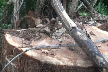 Đã bắt được thêm 6 đối tượng chặt hạ cây thủy tùng trên 500 tuổi