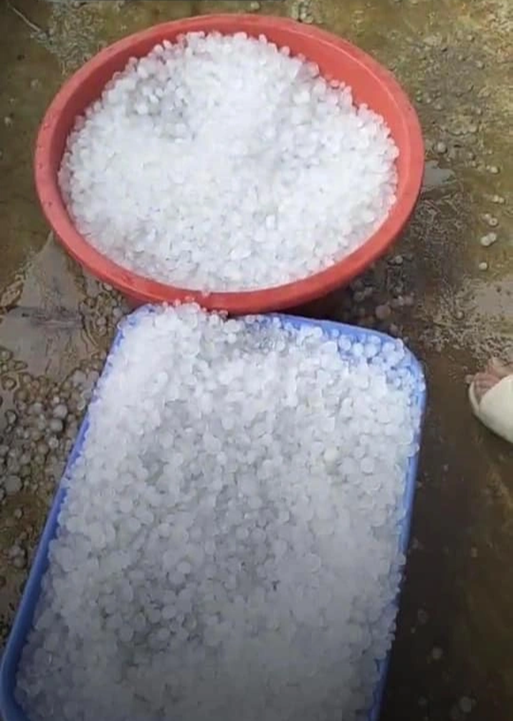 Mưa đá ở Hà Giang và Sơn La gây thiệt hại hoa màu của người dân - 4 Mưa đá ở Hà Giang và Sơn La gây thiệt hại hoa màu của người dân - 4