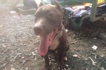 Chó Pitbull hung dữ cắn chết người: Việt Nam có nên cấm nuôi?