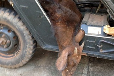 Bò tót cực hiếm chết vì dính bẫy