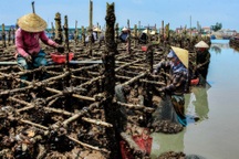 Con "siêu dinh dưỡng" được mùa, được giá, người nuôi phấn khởi đón Tết