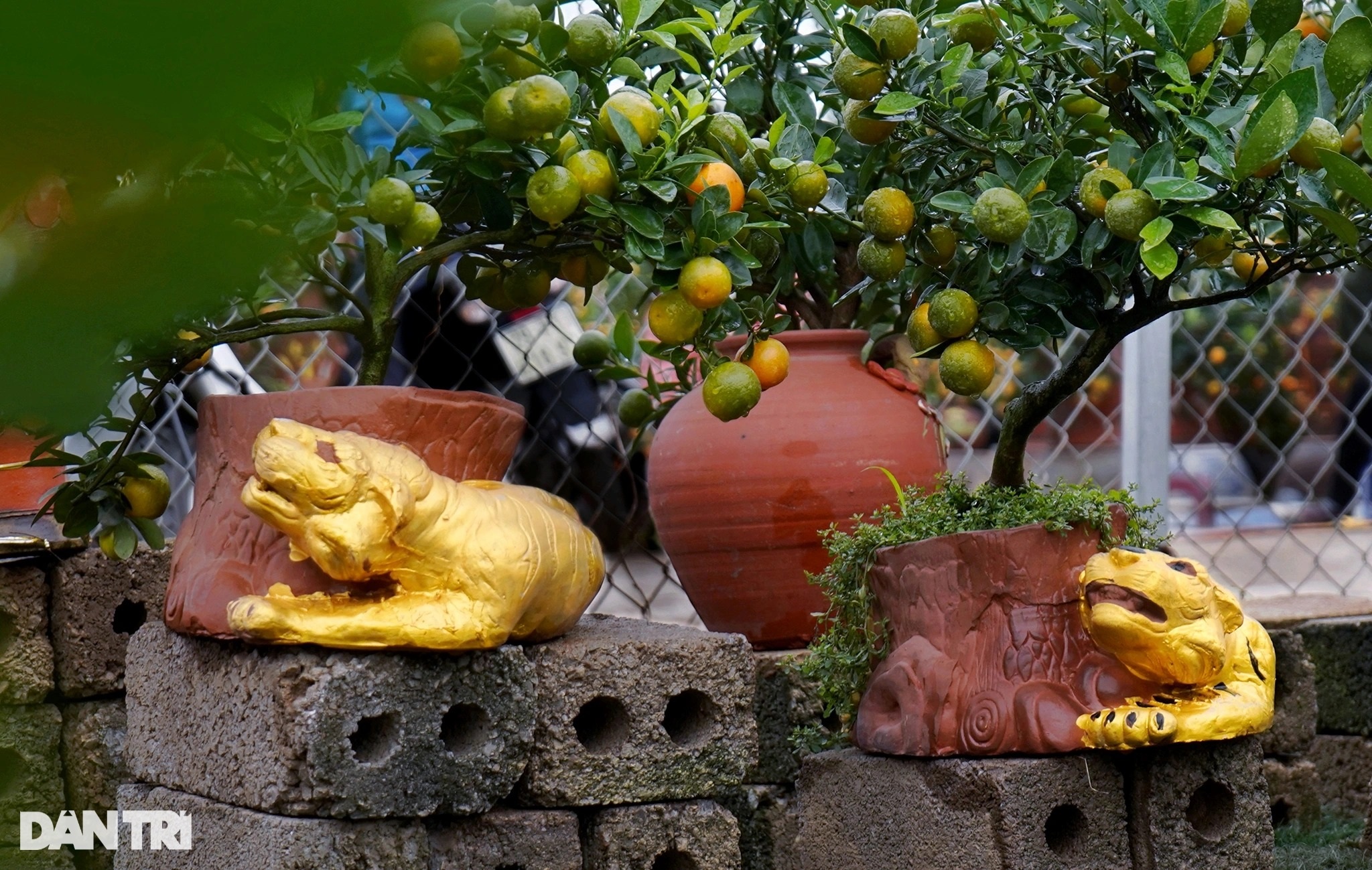 Quất bonsai trăm triệu khoe dáng bày bán tại thủ phủ trồng quất Tứ Liên - 2 Quất bonsai trăm triệu khoe dáng bày bán tại thủ phủ trồng quất Tứ Liên - 2