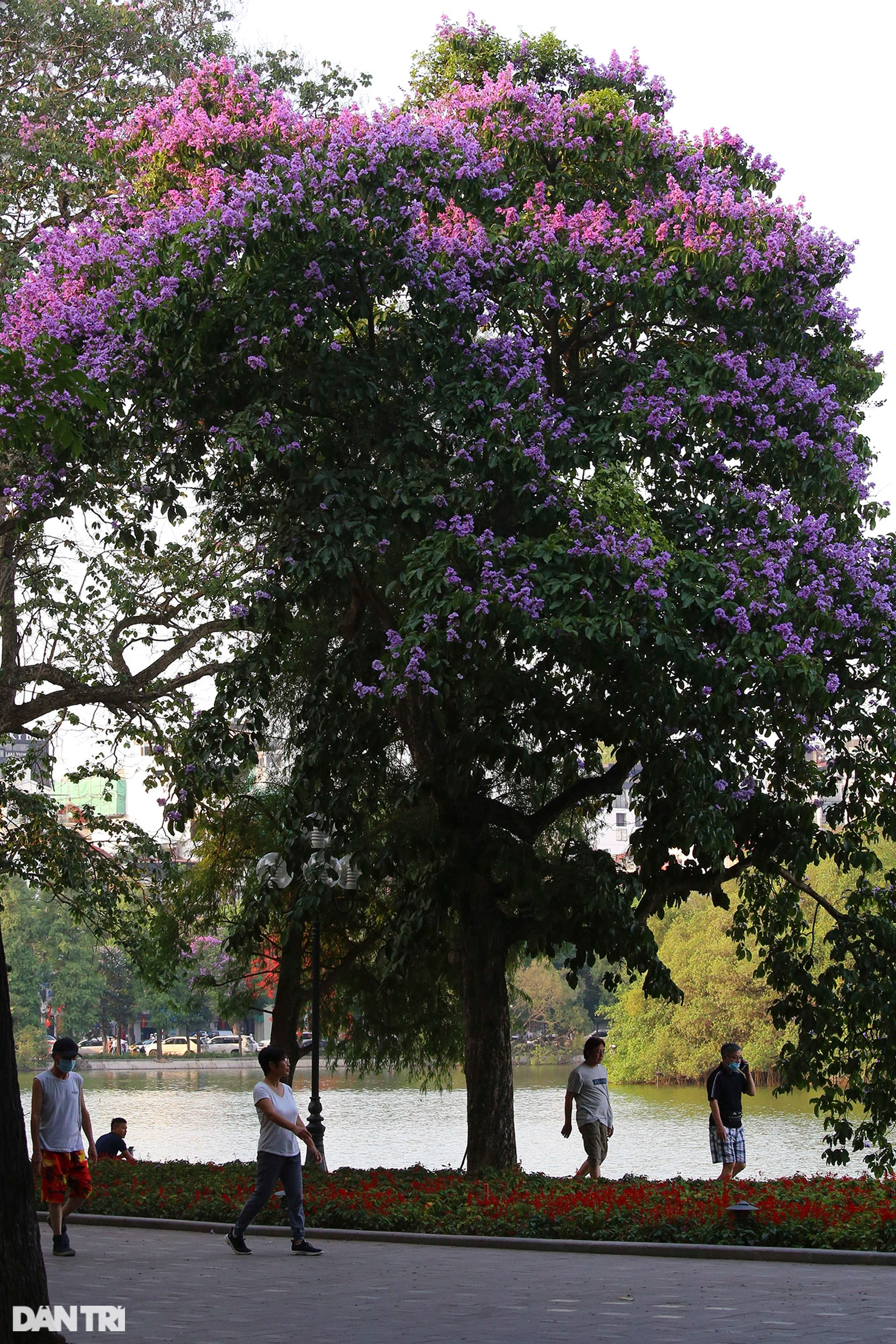 Hồ Gươm ở Hà Nội đẹp rực rỡ trong mùa hoa tháng 5 - 4 Hồ Gươm ở Hà Nội đẹp rực rỡ trong mùa hoa tháng 5 - 4