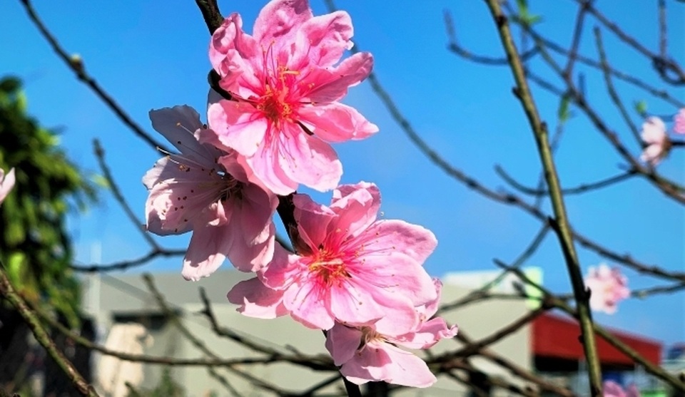 Chưa đến Tết Dương lịch, nhiều vườn đào đã bung nở - 4 Chưa đến Tết Dương lịch, nhiều vườn đào đã bung nở - 4