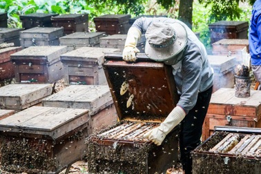 Nghề nuôi ong du mục: "Đánh cược" với những mùa hoa