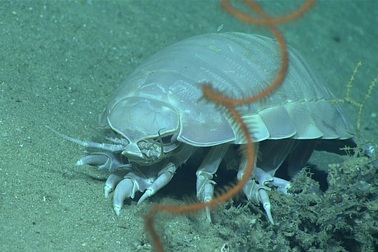 Sinh vật biển bị nhà hàng "hét giá" vài triệu đồng mỗi con là loài gì?