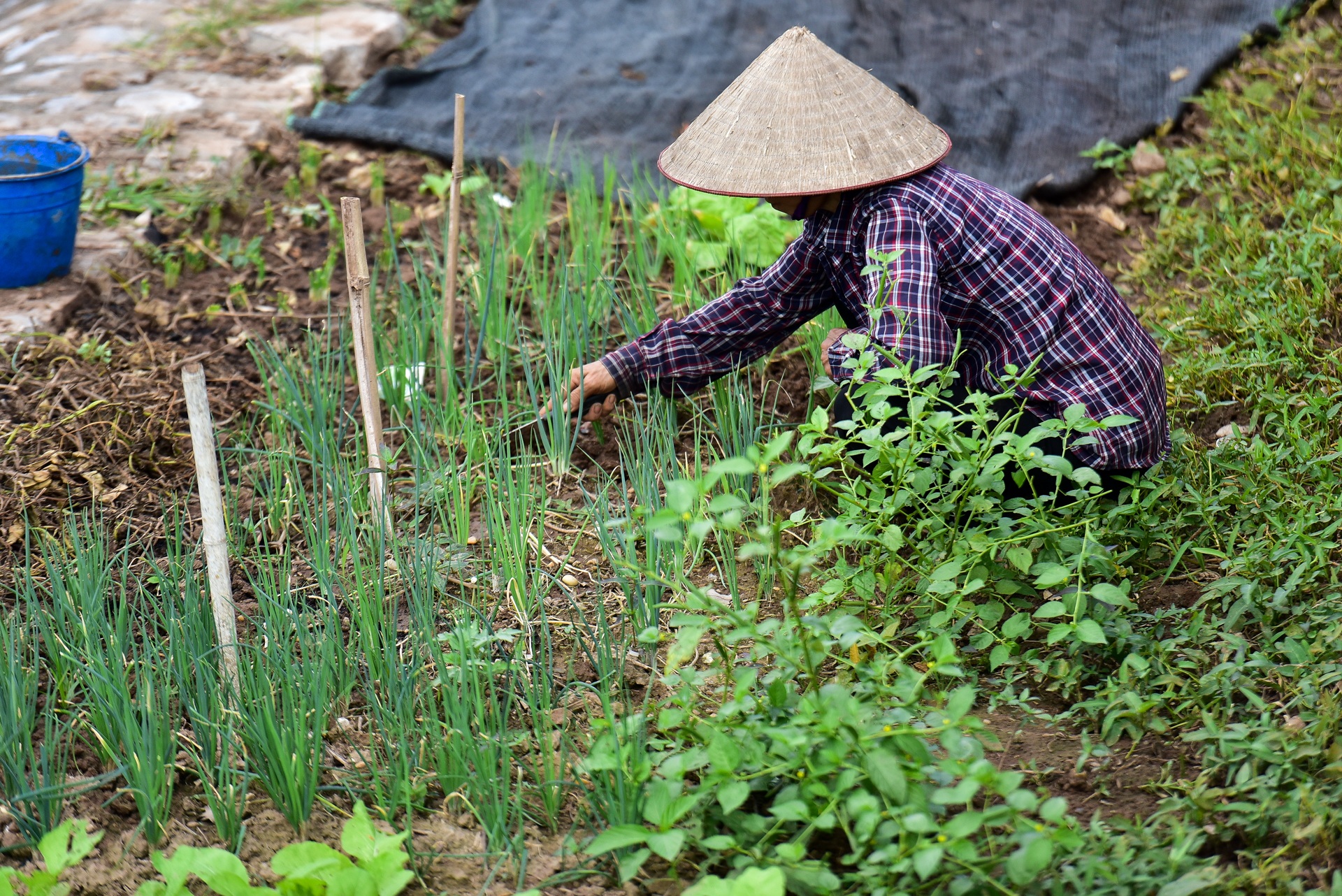 Vườn rau xanh mượt bỗng xuất hiện bên con đường đi bộ dài nhất Thủ đô - 6 Vườn rau xanh mượt bỗng xuất hiện bên con đường đi bộ dài nhất Thủ đô - 6