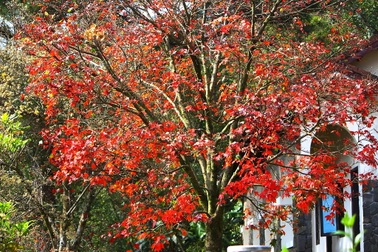 Ngỡ ngàng với rừng phong lá đỏ đẹp lãng mạn, cực hiếm tại Huế