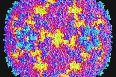 Vi rút đột biến gây bệnh giống bại liệt