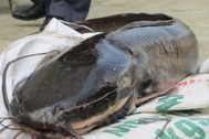 Cá trê “thủy quái” trên 10 kg/con - “Nhìn đã thấy sợ, nói chi ăn”