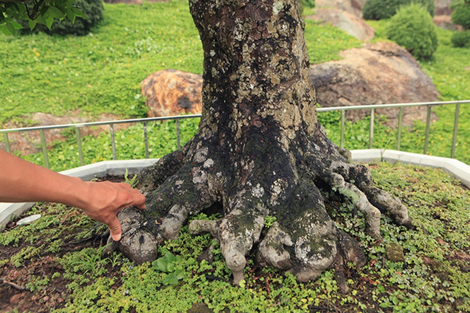 Đại gia Thái Nguyên dốc tiền khủng chơi dàn bonsai khế, coi như báu vật trong nhà - 5 Đại gia Thái Nguyên dốc tiền khủng chơi dàn bonsai khế, coi như báu vật trong nhà - 5