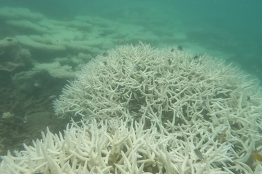 San hô ở biển Côn Đảo bị tẩy trắng, chết hàng loạt